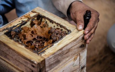 La lucha de los pueblos mayas para salvar a las abejas