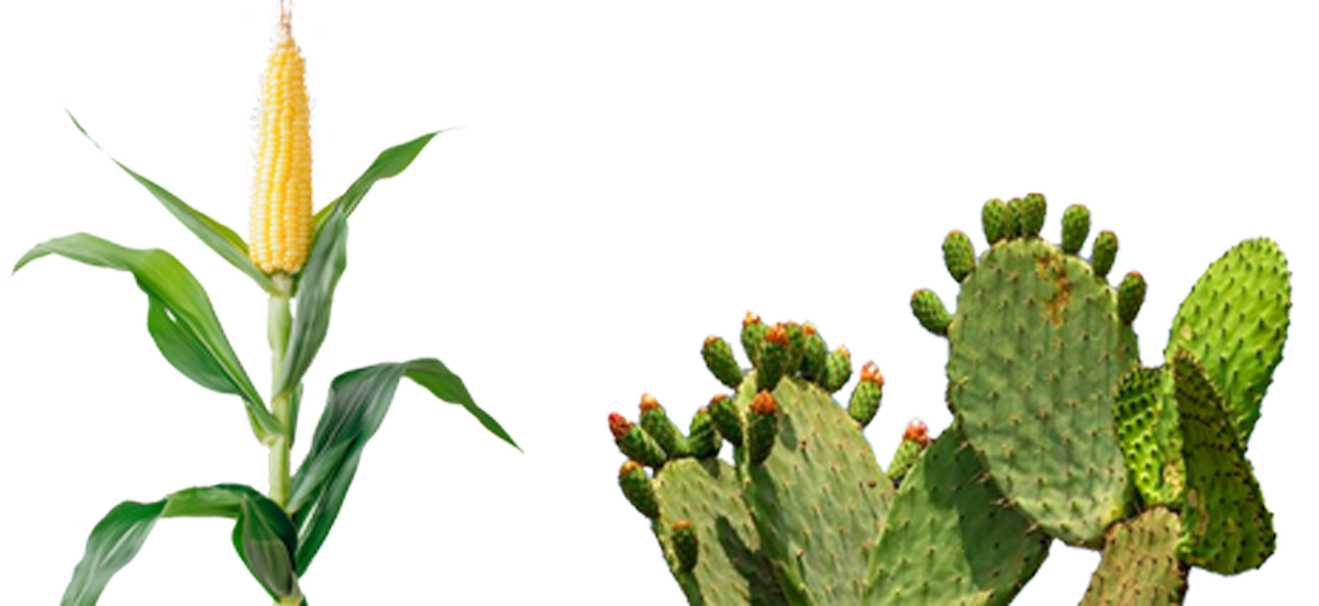 Ceiba-header-territorios01