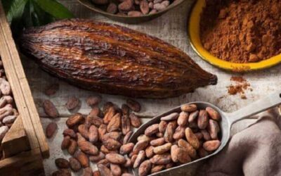 Cacao venezolano: la soberanía alimentaria se construye desde la comuna