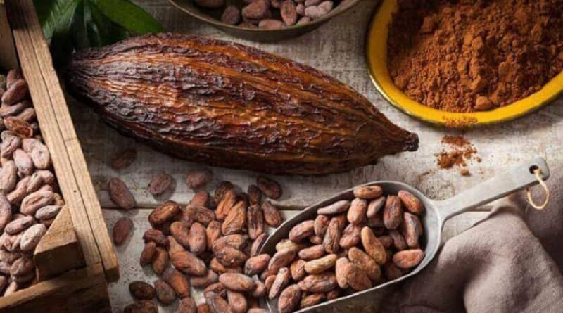 Cacao venezolano: la soberanía alimentaria se construye desde la comuna