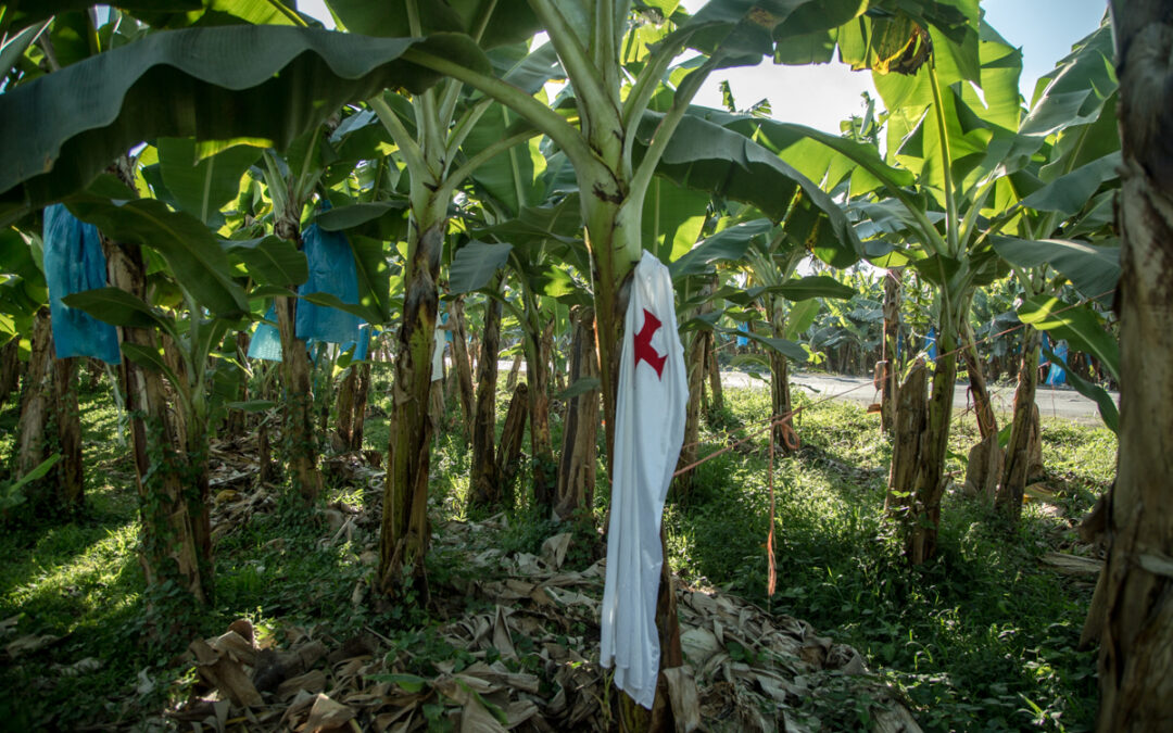  Michoacán: la seguridad la gestiona el pueblo, el despojo lo ejecutan las empresas y el Estado