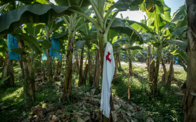 Michoacán: la seguridad la gestiona el pueblo, el despojo lo ejecutan las empresas y el Estado