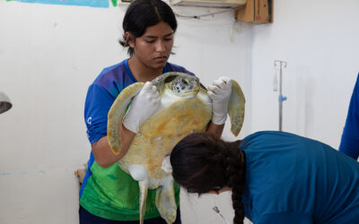 El hospital de tortugas en Yucatán 