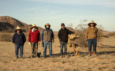 La reforestación que terminaron pagando los campesinos
