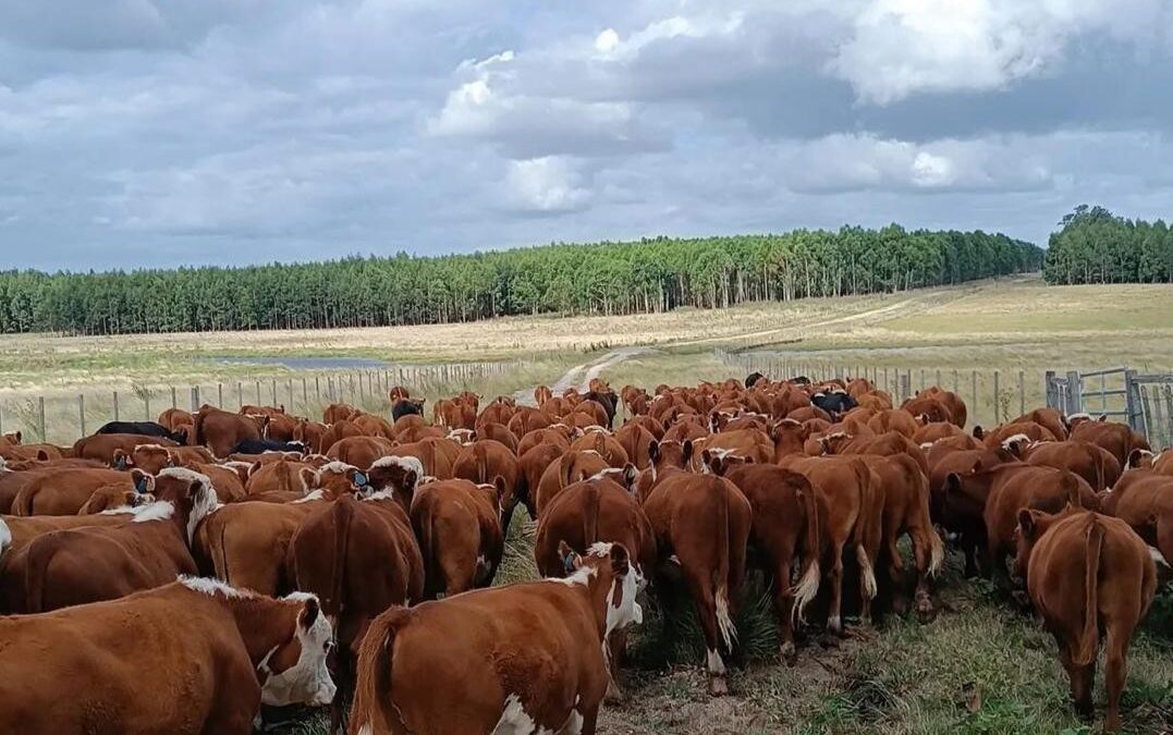 Agronegocio en Uruguay: siembra y cosecha del sistema financiero