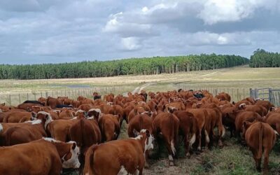 Agronegocio en Uruguay: siembra y cosecha del sistema financiero