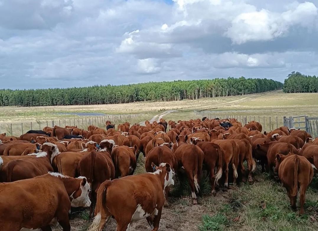 Agronegocio_Abril_2026_Archivo_1