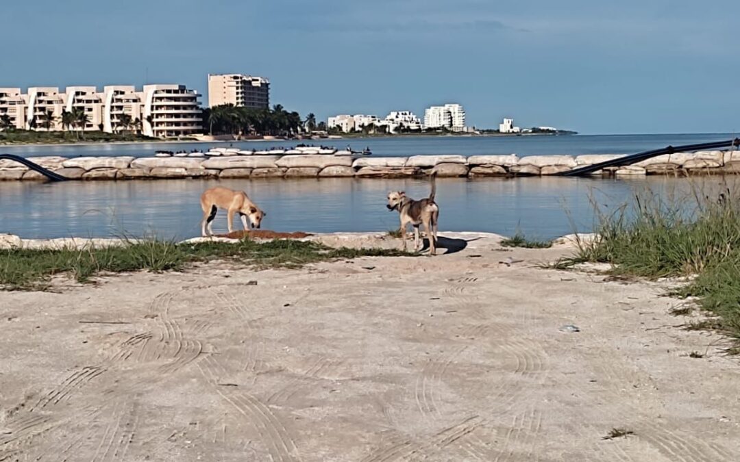 Fauna feral en Yucatán: ecosistemas en riesgo