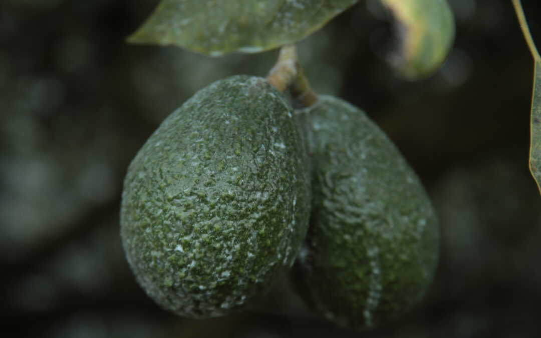 Los hijos del aguacate