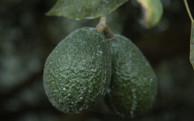 Los hijos del aguacate