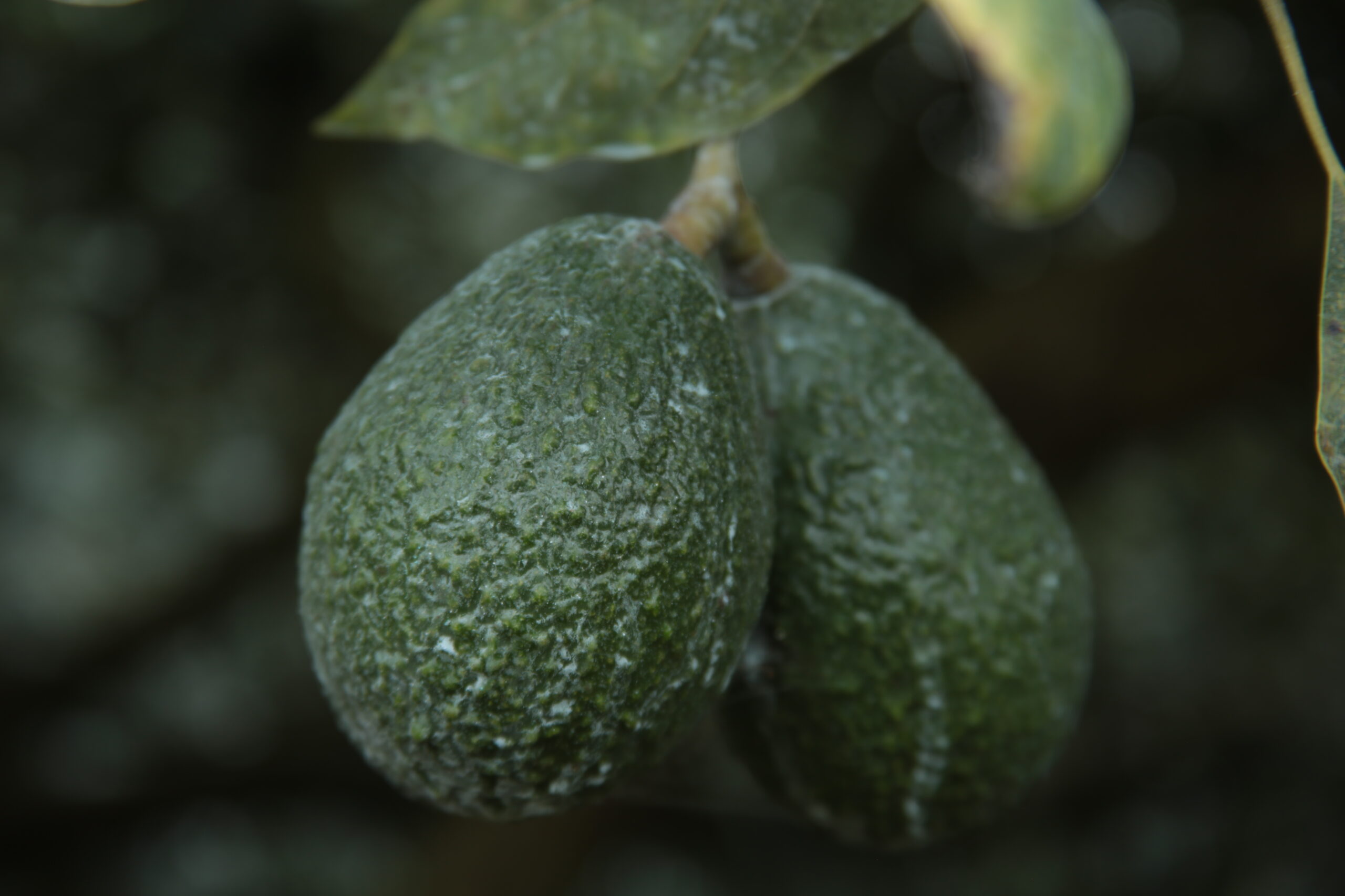 Hijos_Aguacate_abril_2026_Rodrigo_Caballero_1