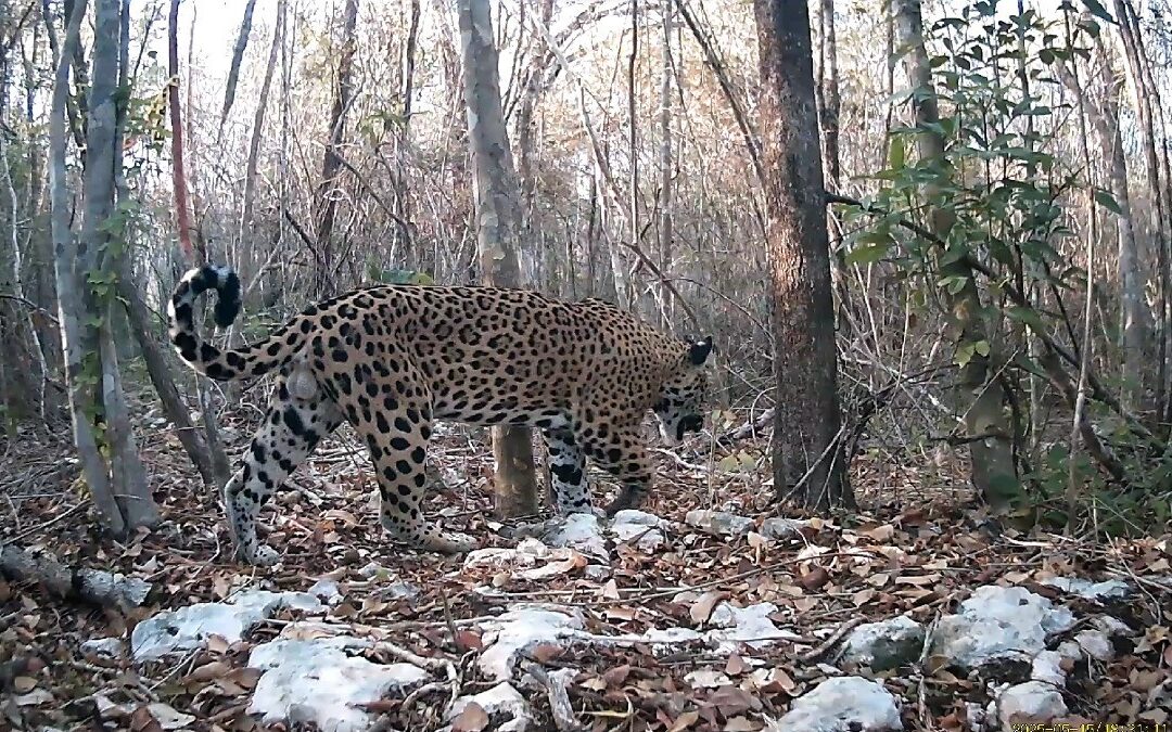 El jaguar recupera su territorio en México