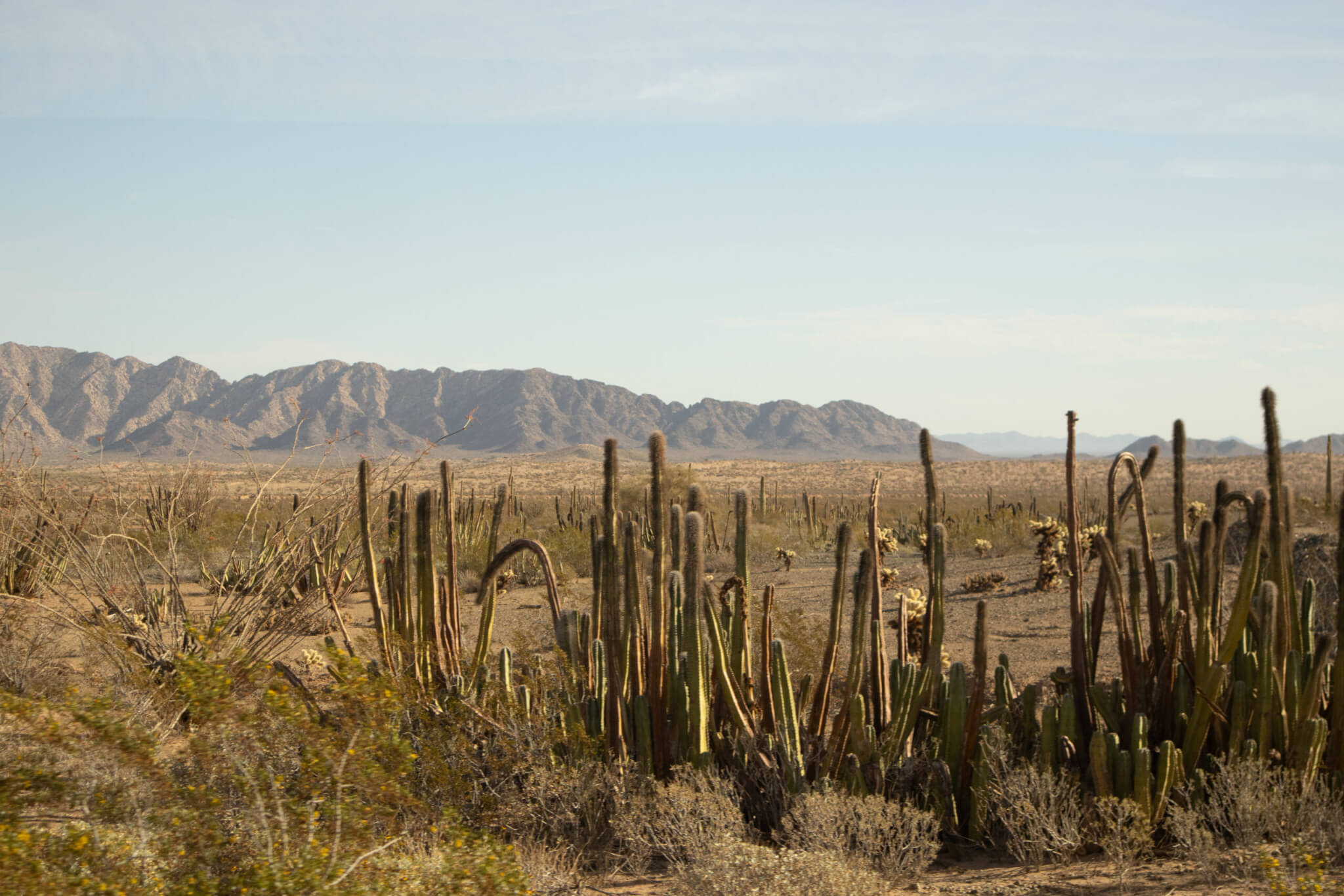Las planicies que habita el berrendo se observan delimitadas por cactus, al frente, y cerros, al fondo