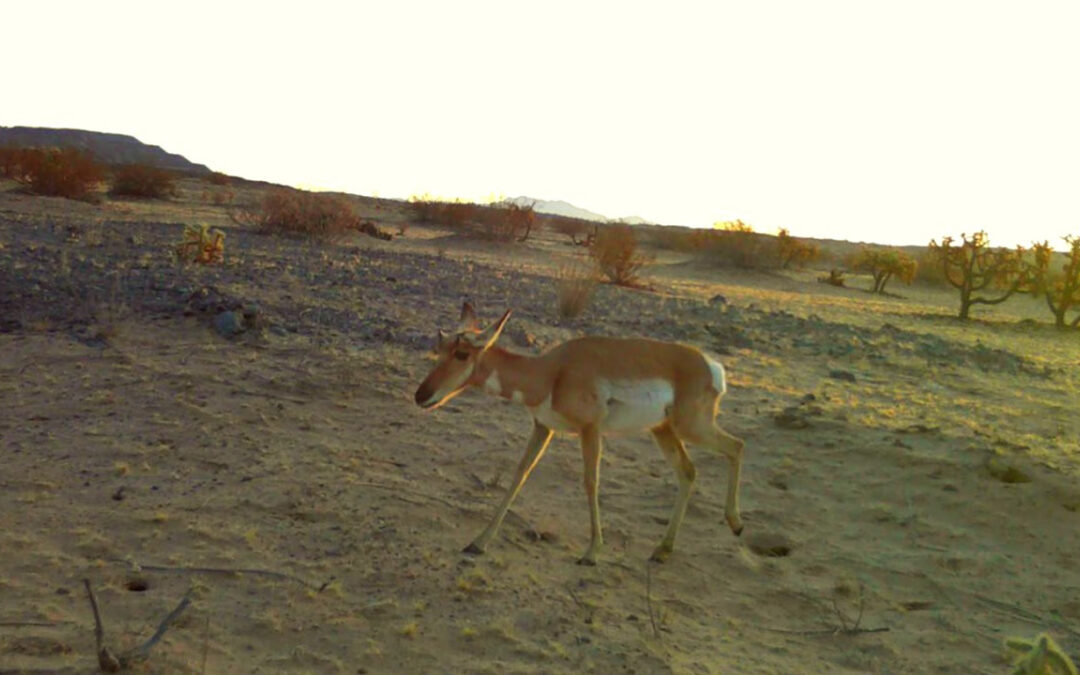 El berrendo sonorense que pocos ven y casi nadie protege