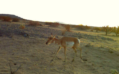 El berrendo sonorense que pocos ven y casi nadie protege