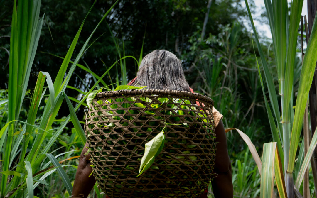 Tejer la selva